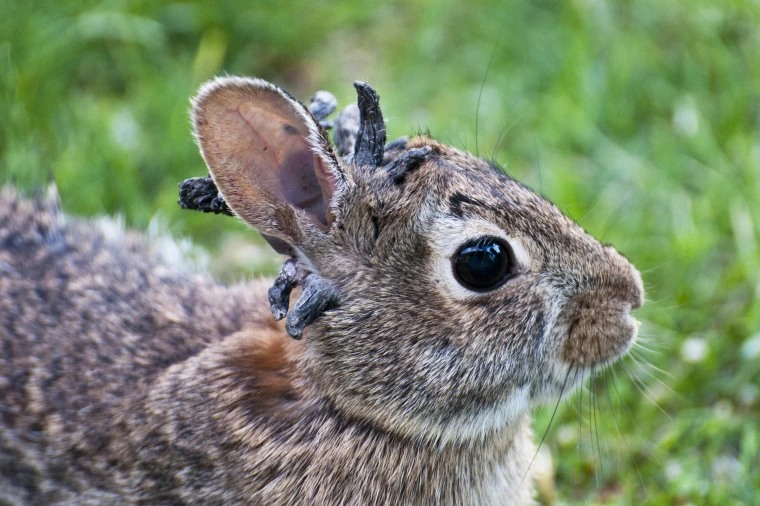 U.S. Rabbits are sprouting virus-induced “horns” in Colorado. Here’s why scientists say there’s no reason to panic.