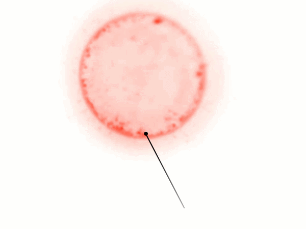 It’s Alive!! This Cell Feeds, Grows and Reproduces. And It’s Manmade.